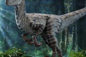 Velociraptor