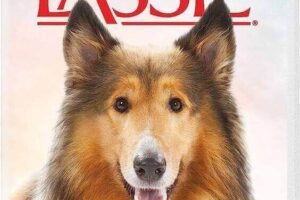 lassie1 (1)