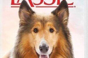lassie
