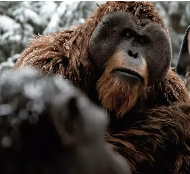 Maurice Kimdir? Maymunlar Cehennemi